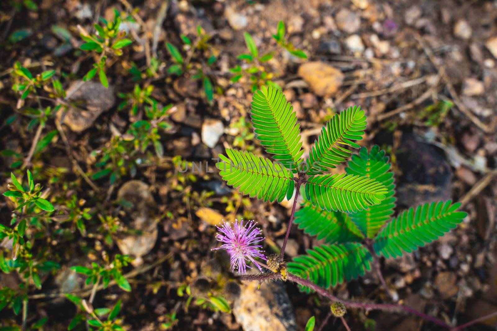 The Selected focus to Sensitive Plant leaf, Mimosa Pudica.