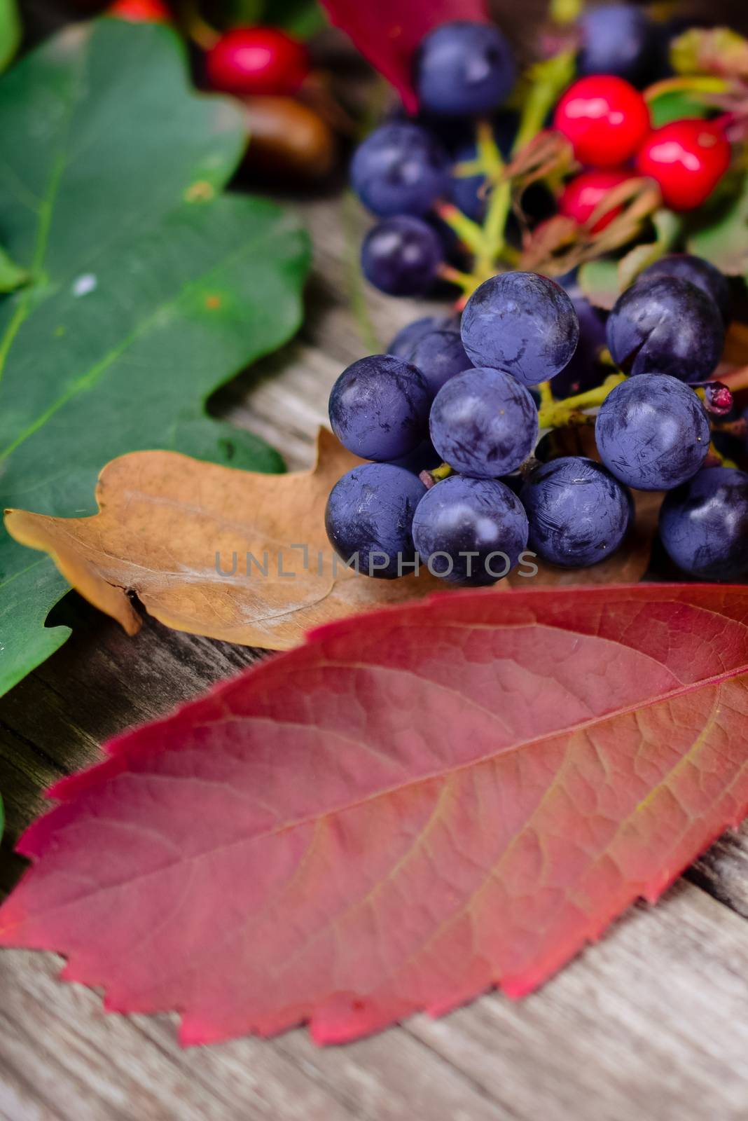 still life of plants in autumn-oak, rose hips, grapes, leaves