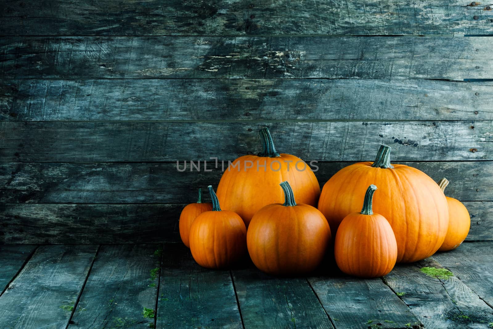 Many orange pumpkins on dark wooden background, Halloween concept