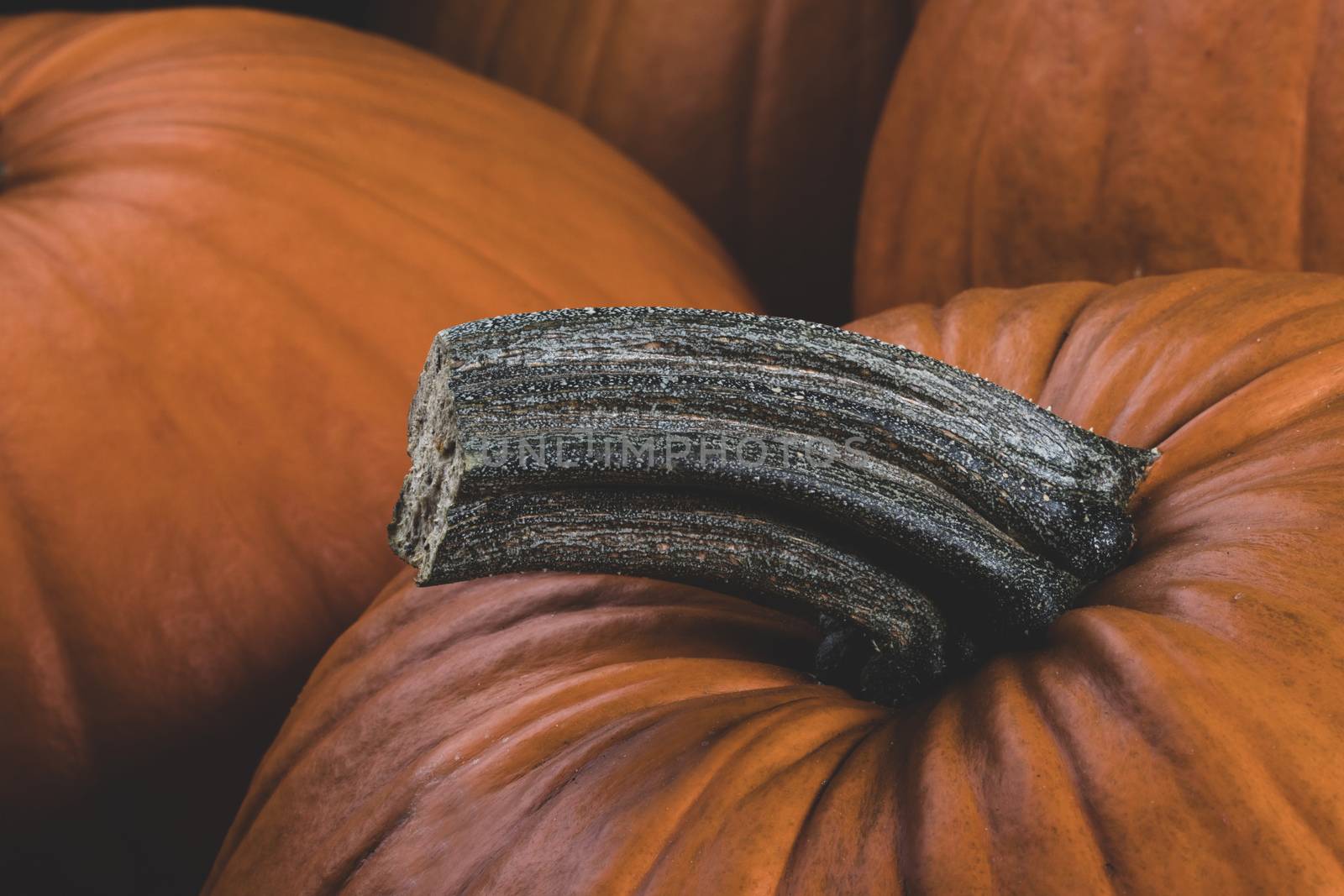 Many orange pumpkins background , Halloween holiday concept