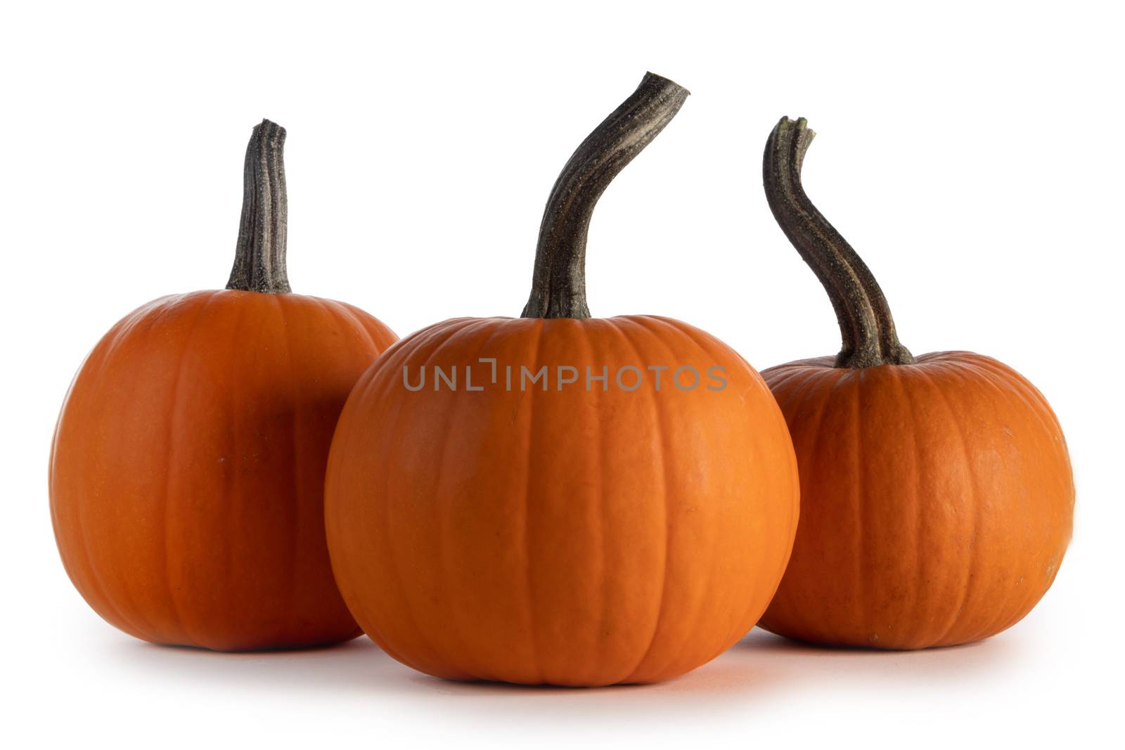 Three perfect pumpkins isolated on white background