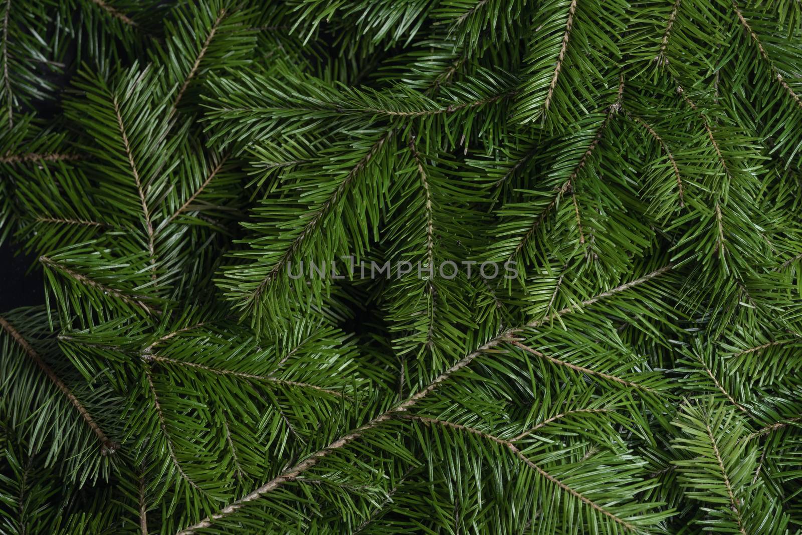Background of green fir branches for Christmas New Year celebration greeting card design