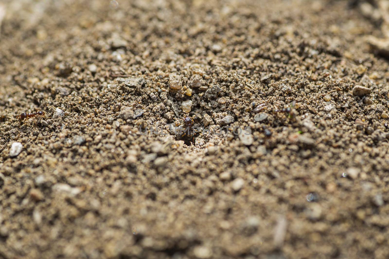 macro shot of ant coming out of an ant hill