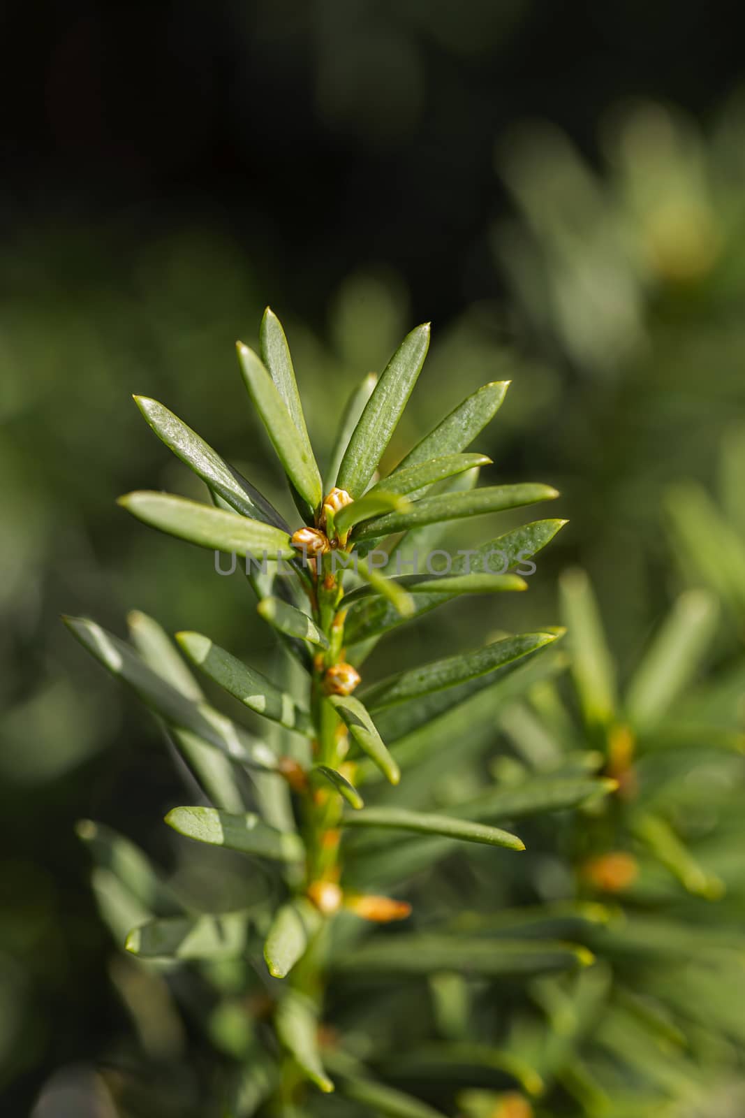 macro shot of a pine branch against blur background