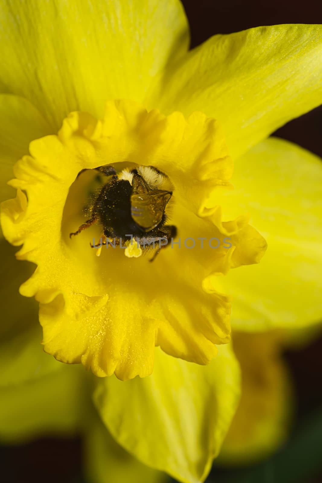 macro shot of a bee working inside a daffodils