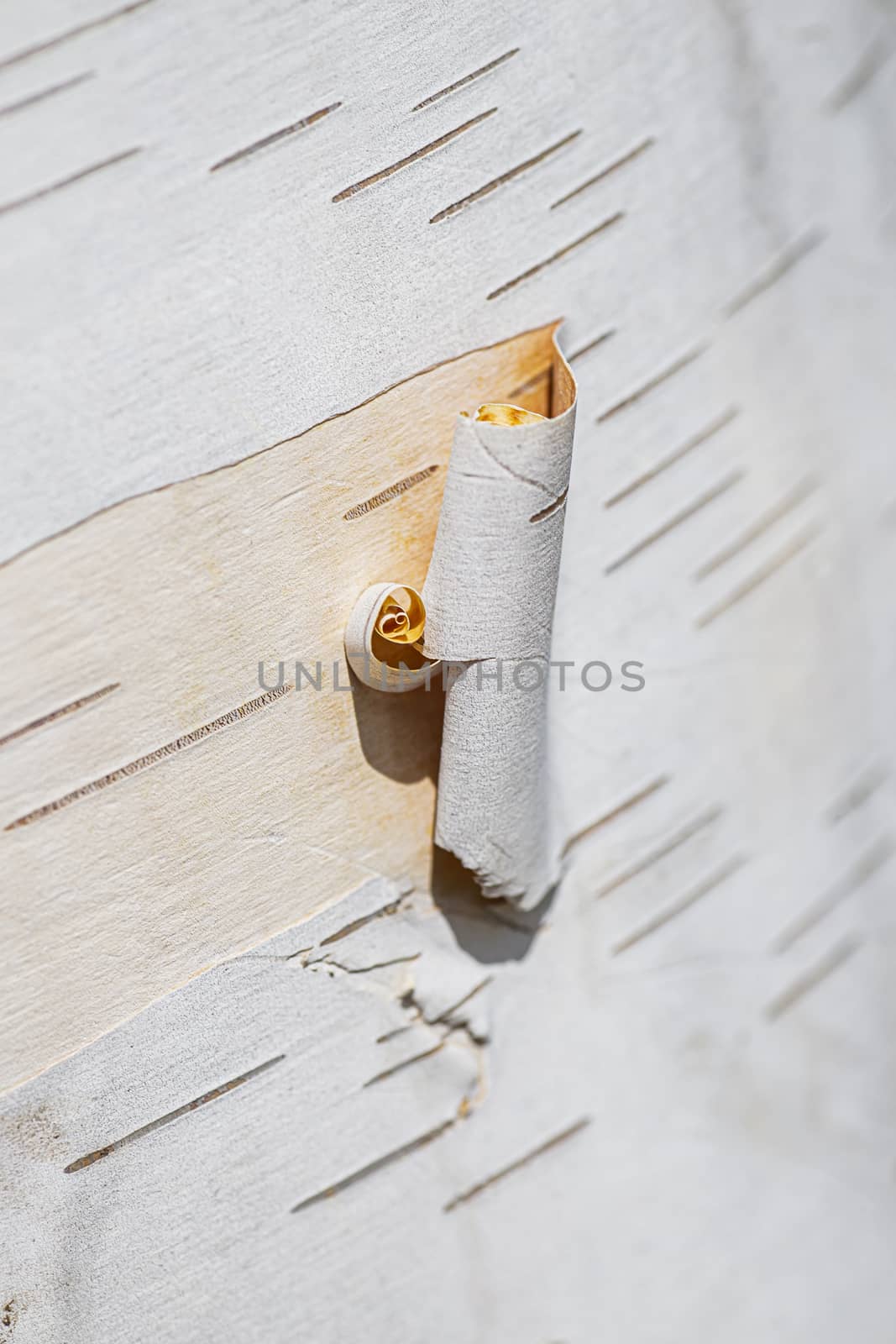 macro shot of a pieces of birch bark rolling off on the tree