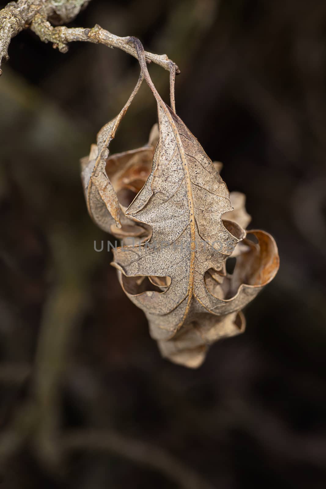 brown dried leaf still attach to a branch