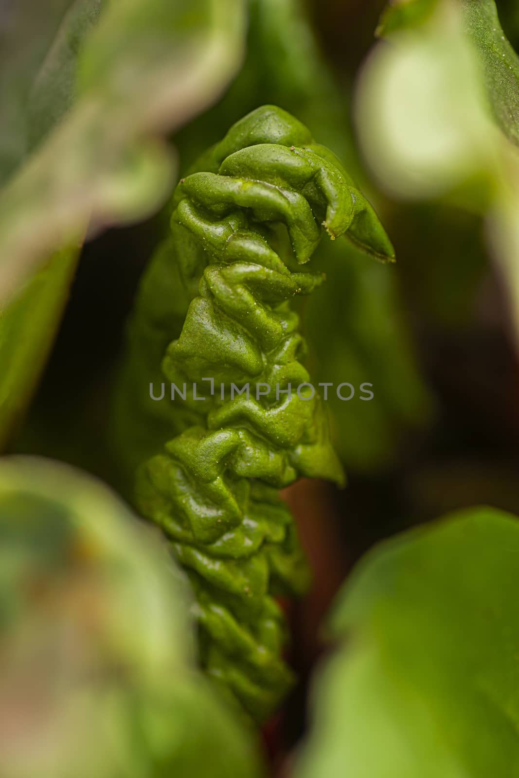 macro shot of a rubarb leaf growing  under other leaves