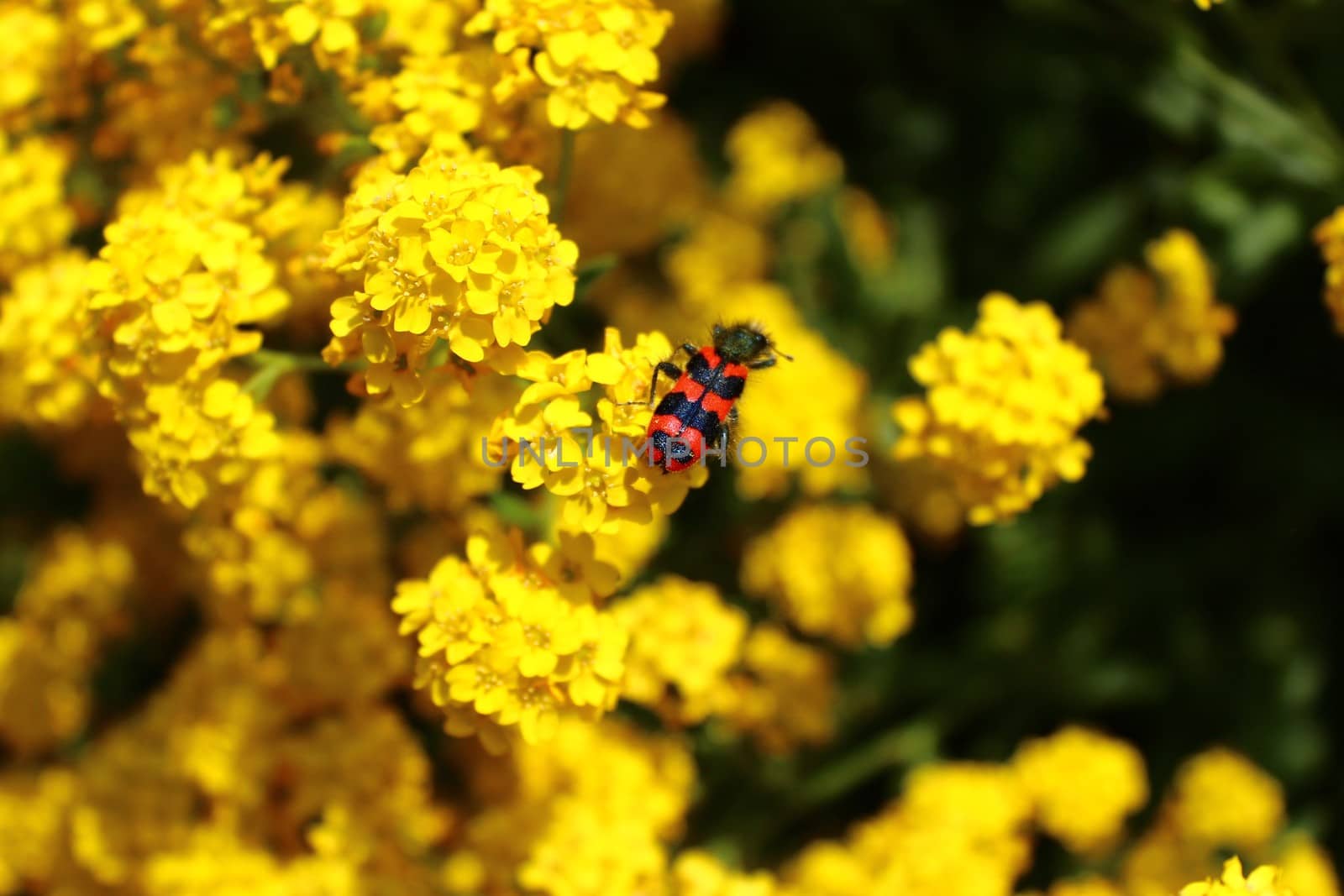bee beetle on sweet alison by martina_unbehauen