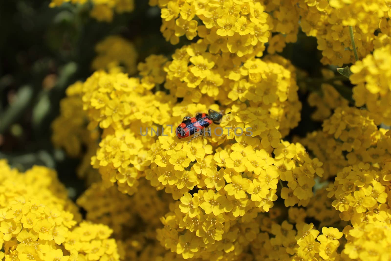 bee beetle on sweet alison by martina_unbehauen