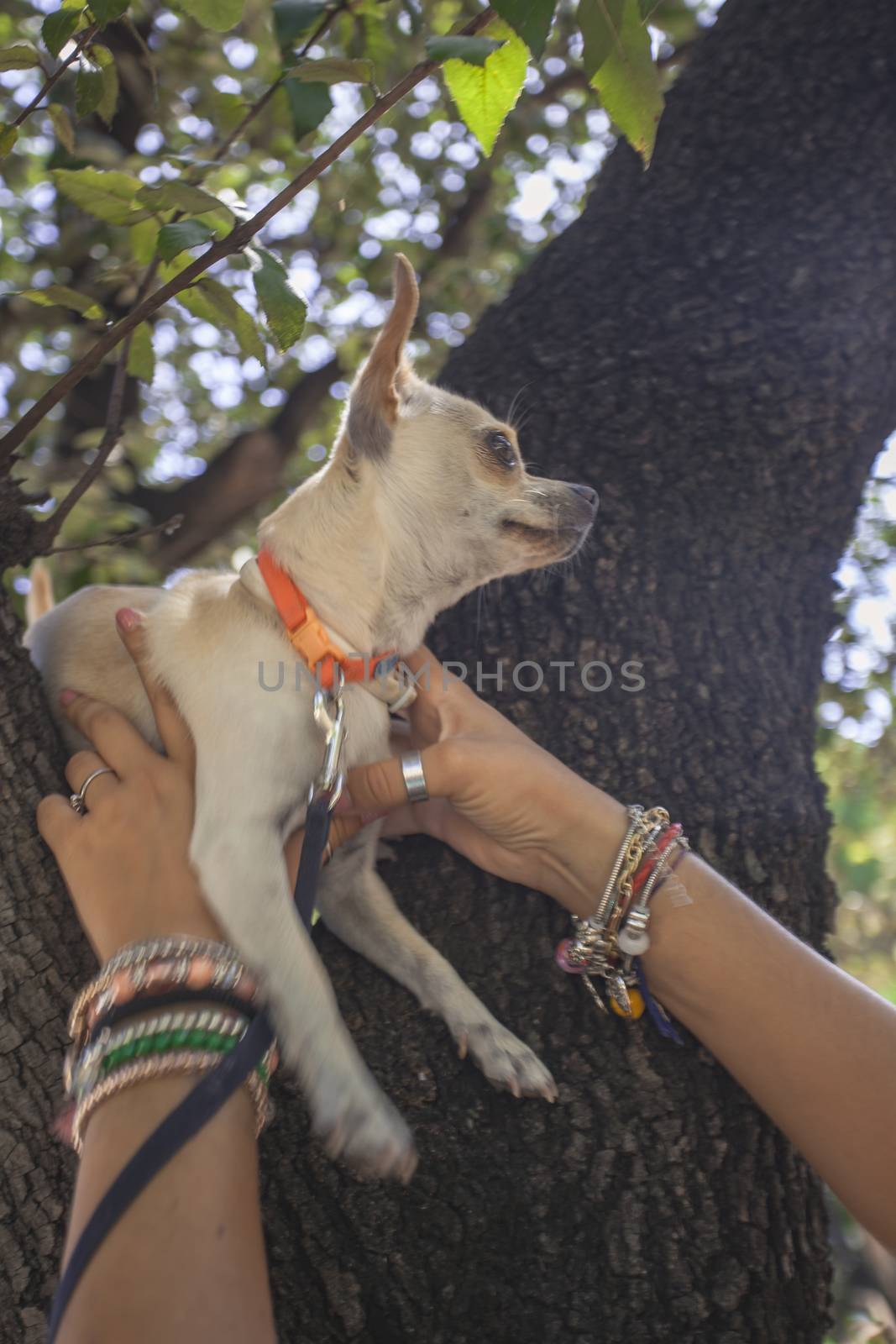 Hand hold chihuahua dog at the park