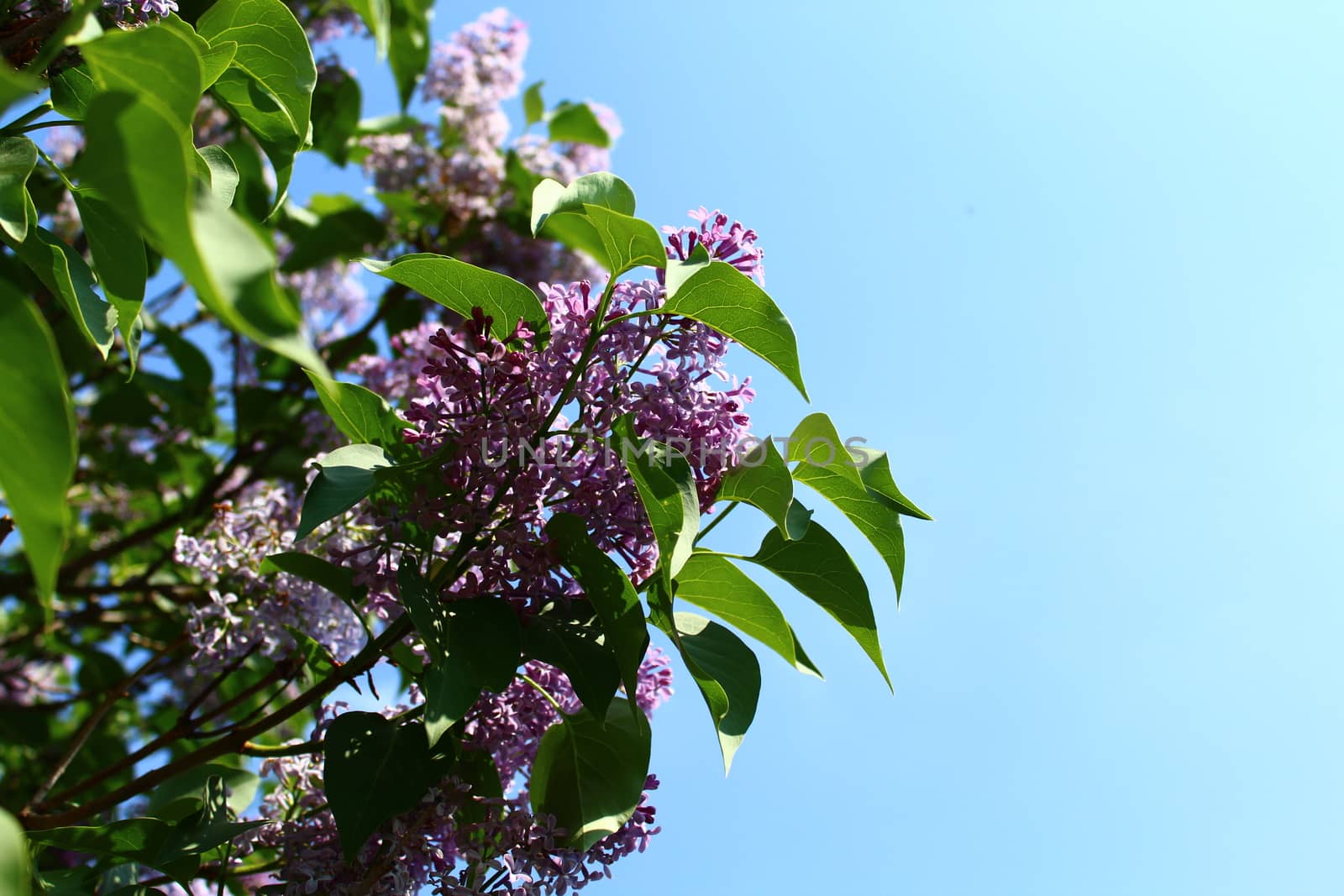The pictureshows beautiful lilac in the garden.
