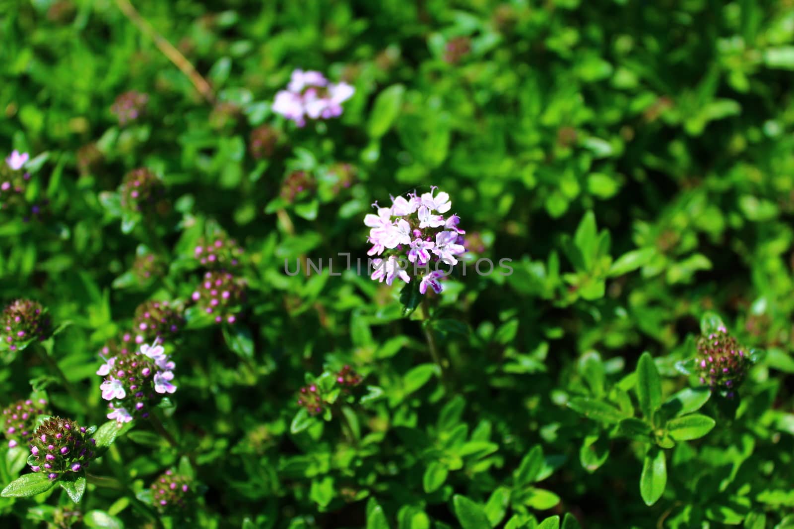 The picture shows blooming thyme in the garden.