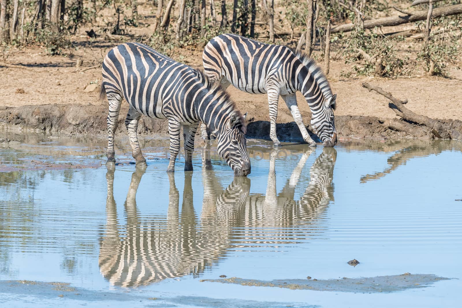 Two Burchells zebras, Equus quagga burchellii, with their reflections visible, drinking water