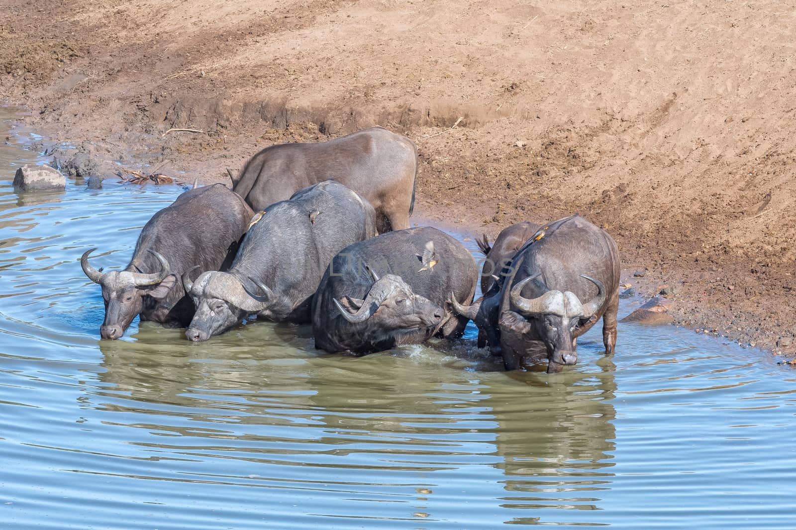 Cape buffaloes, Syncerus caffer, in a pool in a river