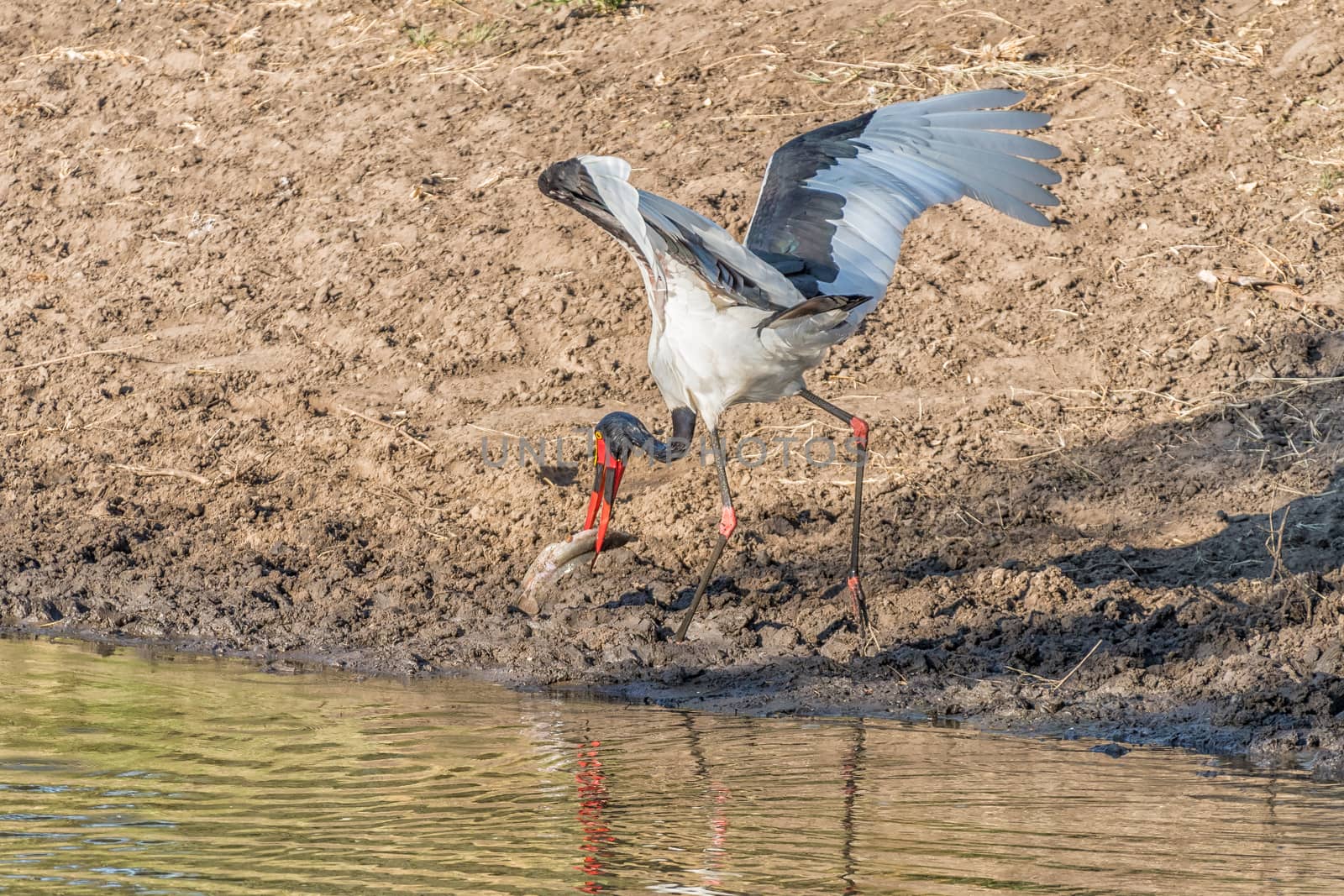 Saddle-billed stork with its prey, a catfish by dpreezg