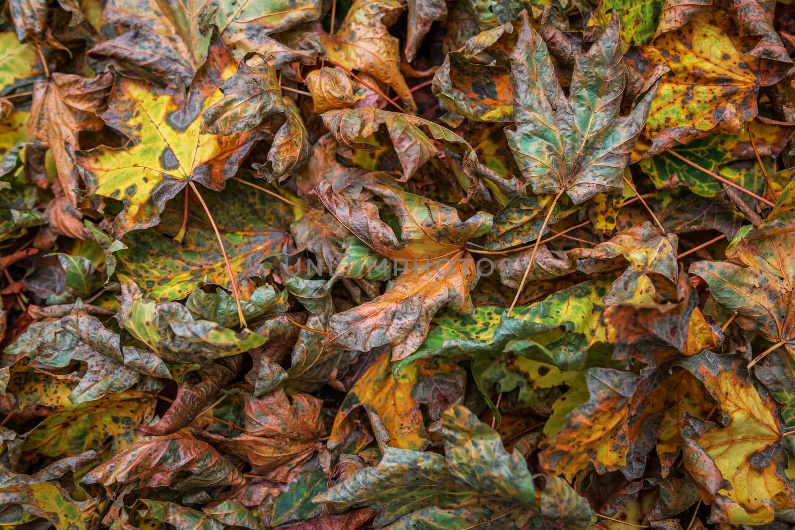 Maple leaves displaying autumn colors in a northern California forest.
