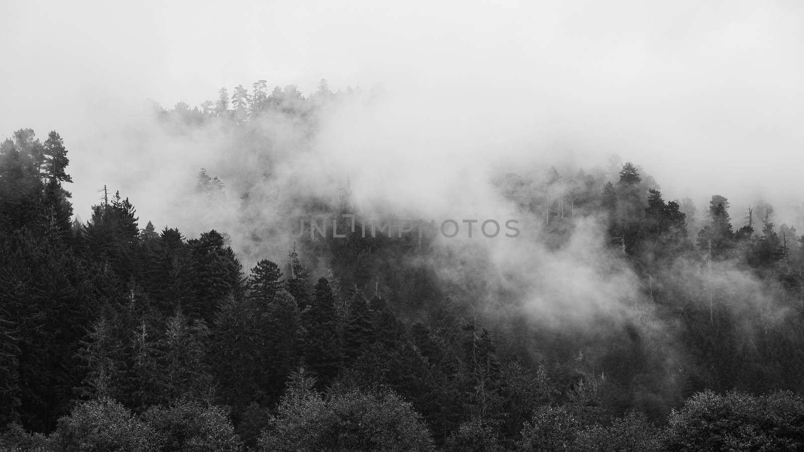 A black and white image of a redwood forest. Northern California, USA.