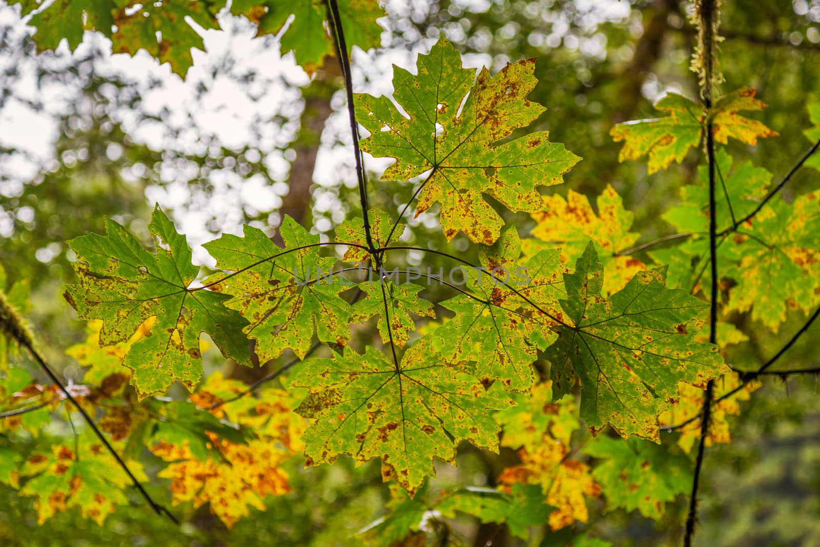 Maple leaves displaying autumn colors in a northern California forest.