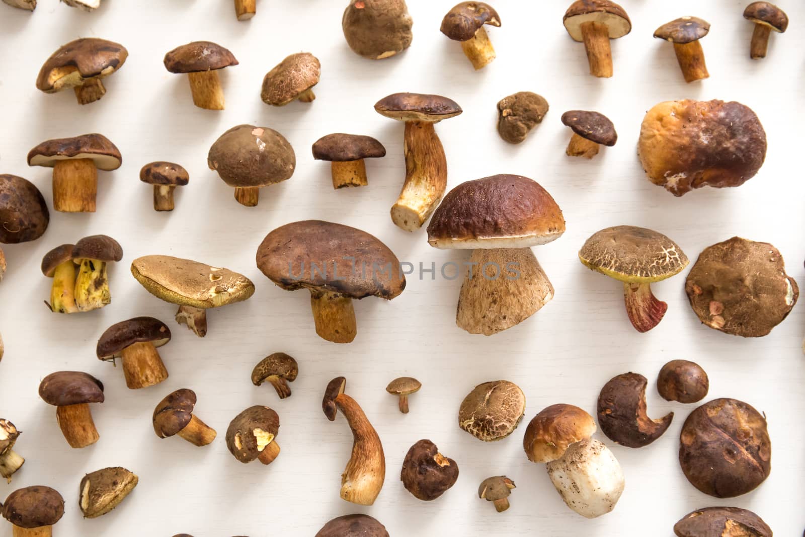 Fresh mushrooms on a white background