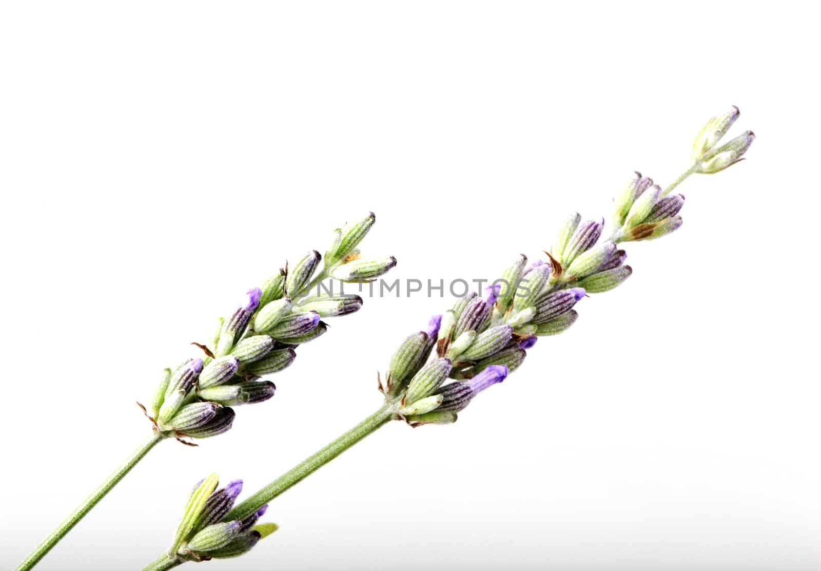 Close-Up Of Lavender Flower Against White Background by nenovbrothers