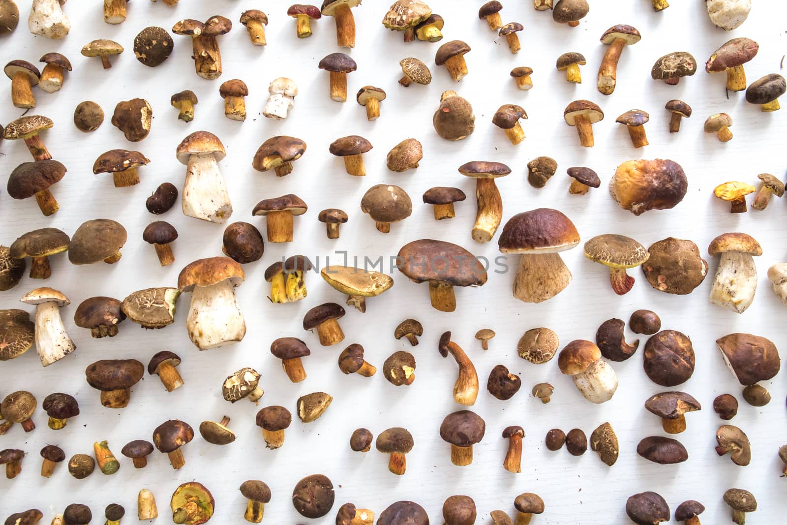 Fresh mushrooms on a white background