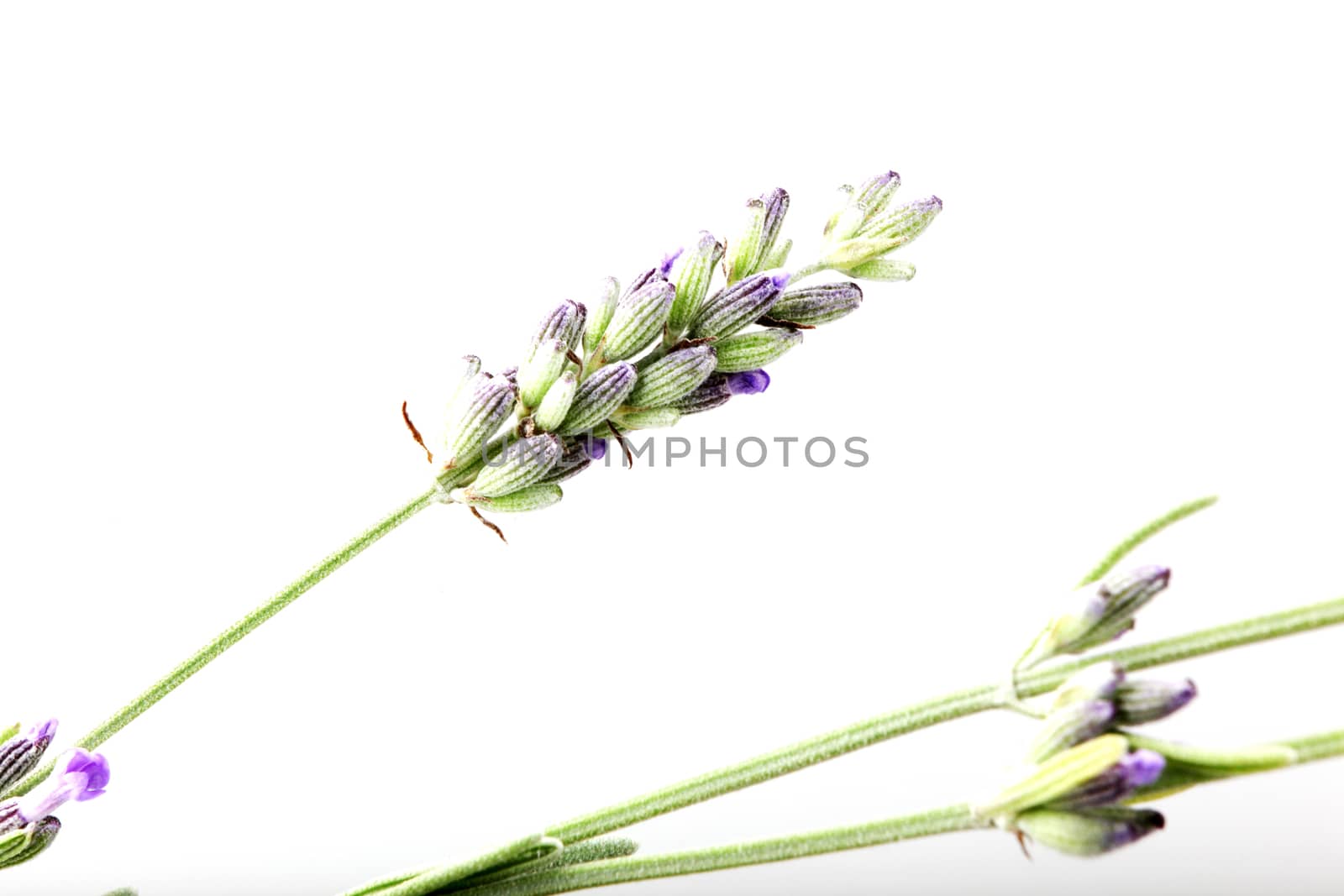 Close-Up Of Lavender Flower Against White Background