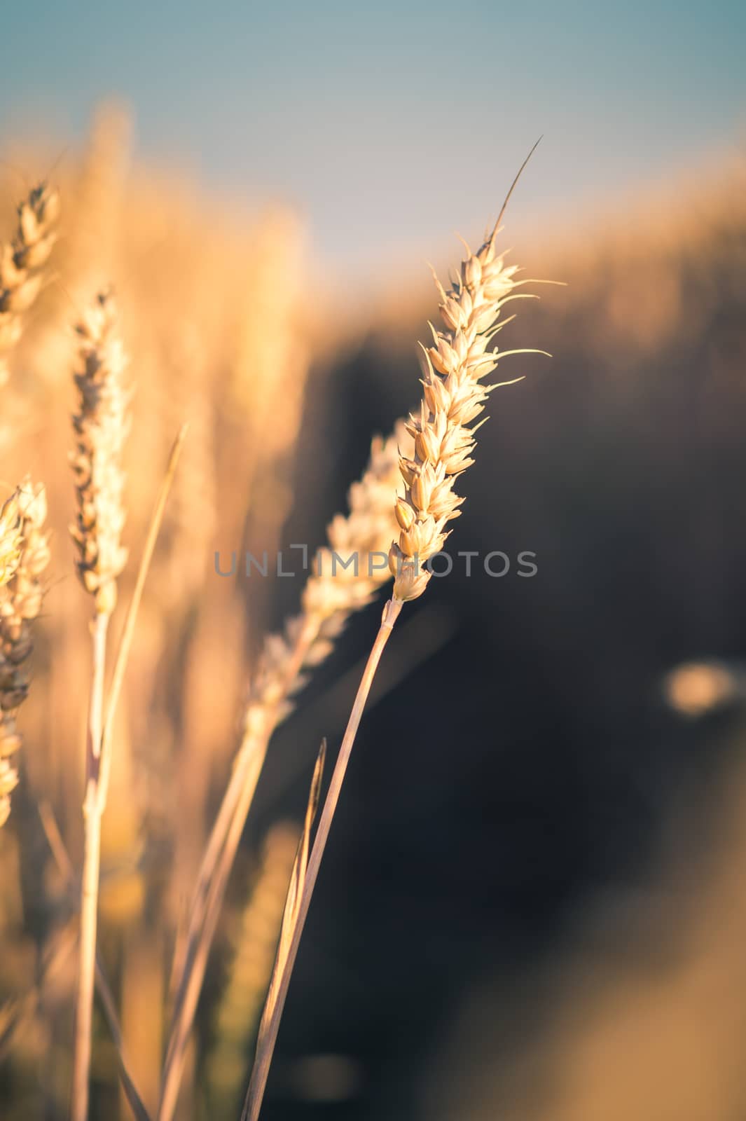 Wheat ears in evening sunset light. Natural light back lit.