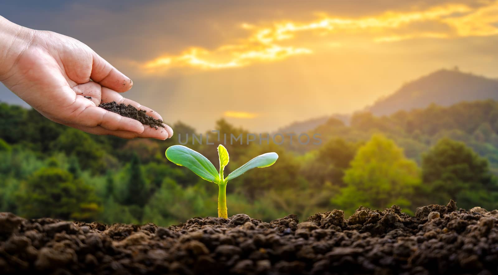 environment Earth Day In the hands of trees growing seedlings. Bokeh green Background Female hand holding tree on nature field grass Forest conservation concept by sarayut_thaneerat