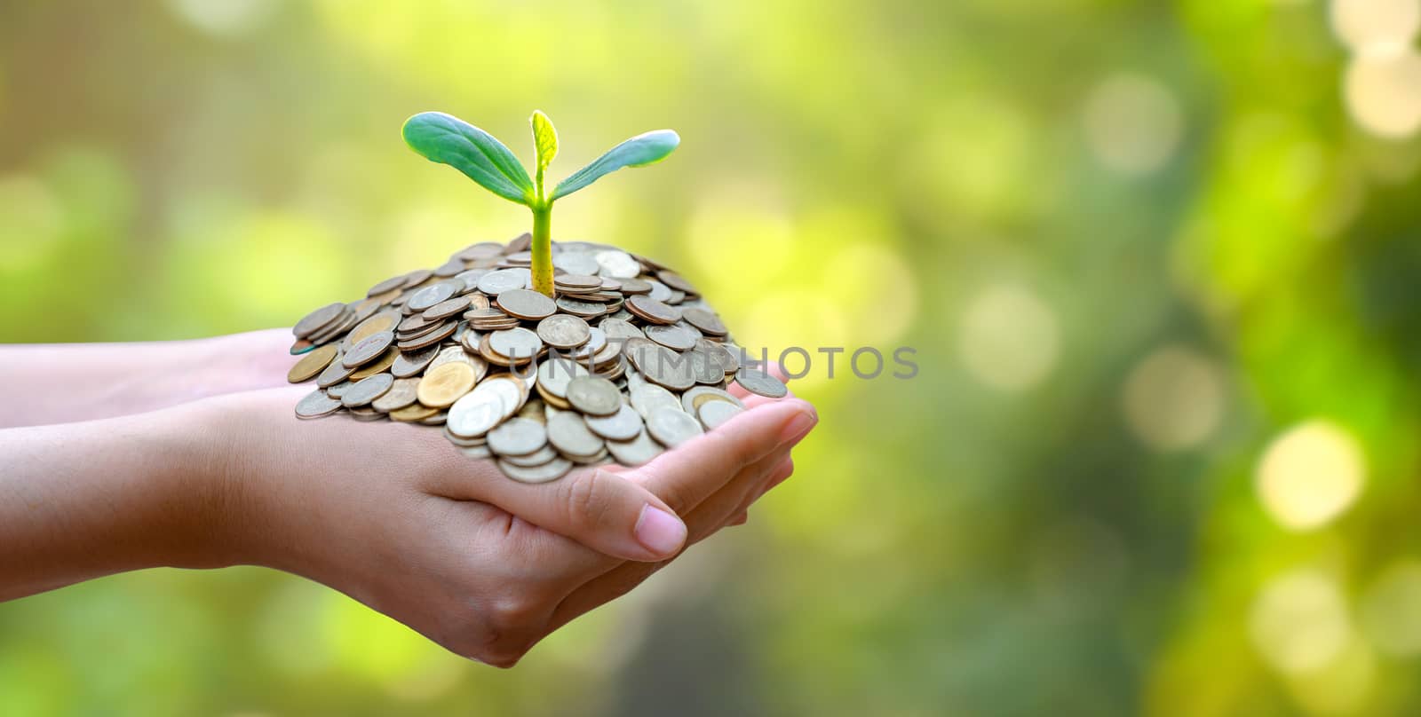 hand Coin tree The tree grows on the pile. Saving money for the future. Investment Ideas and Business Growth. Green background with bokeh sun