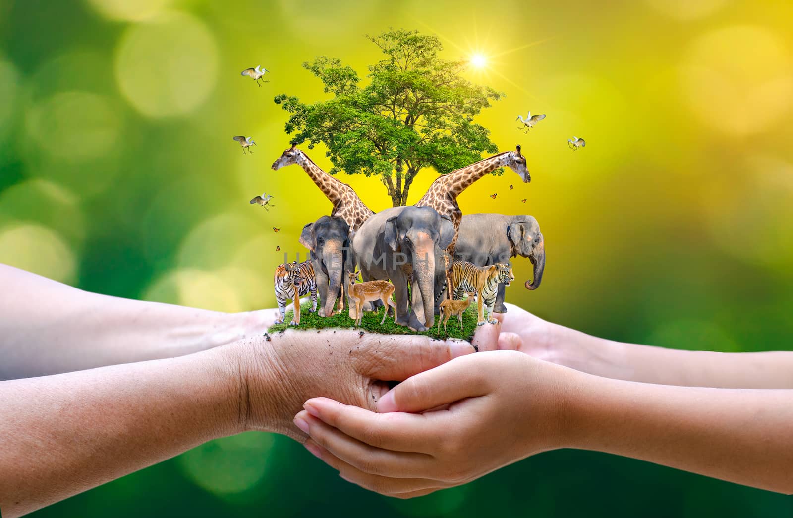 Concept Nature reserve conserve Wildlife reserve tiger Deer Global warming Food Loaf Ecology Human hands protecting the wild and wild animals tigers deer, trees in the hands green background Sun light