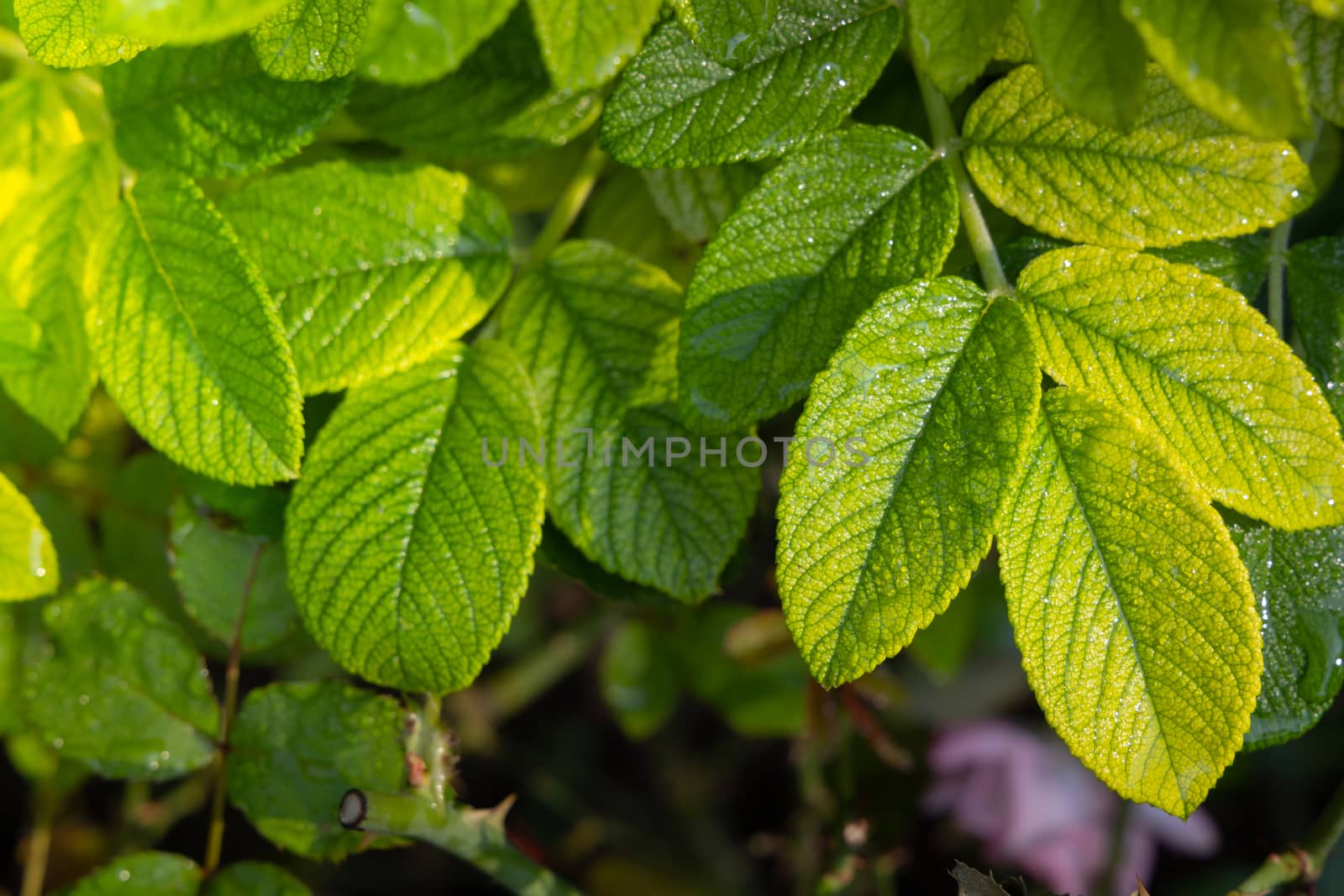 Close Up green leaf under sunlight in the garden. Natural backgr by teerawit