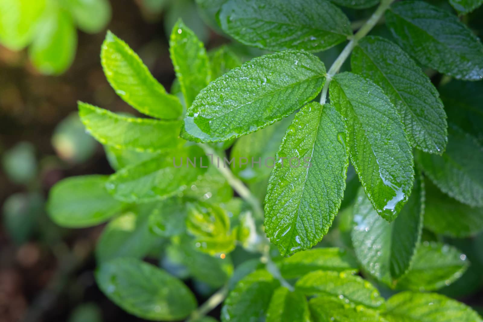 Close Up green leaf under sunlight in the garden. Natural backgr by teerawit