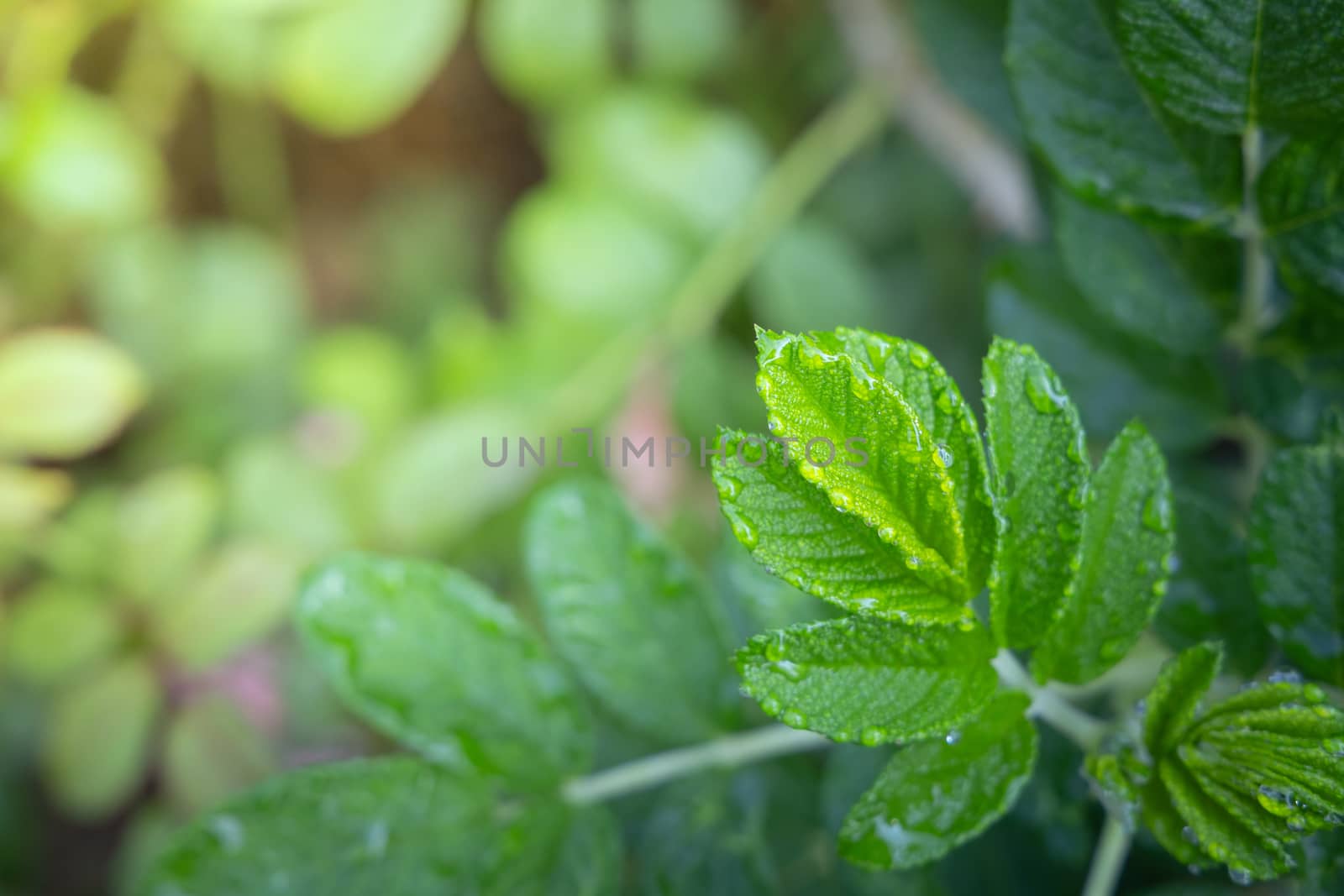 Close Up green leaf under sunlight in the garden. Natural backgr by teerawit