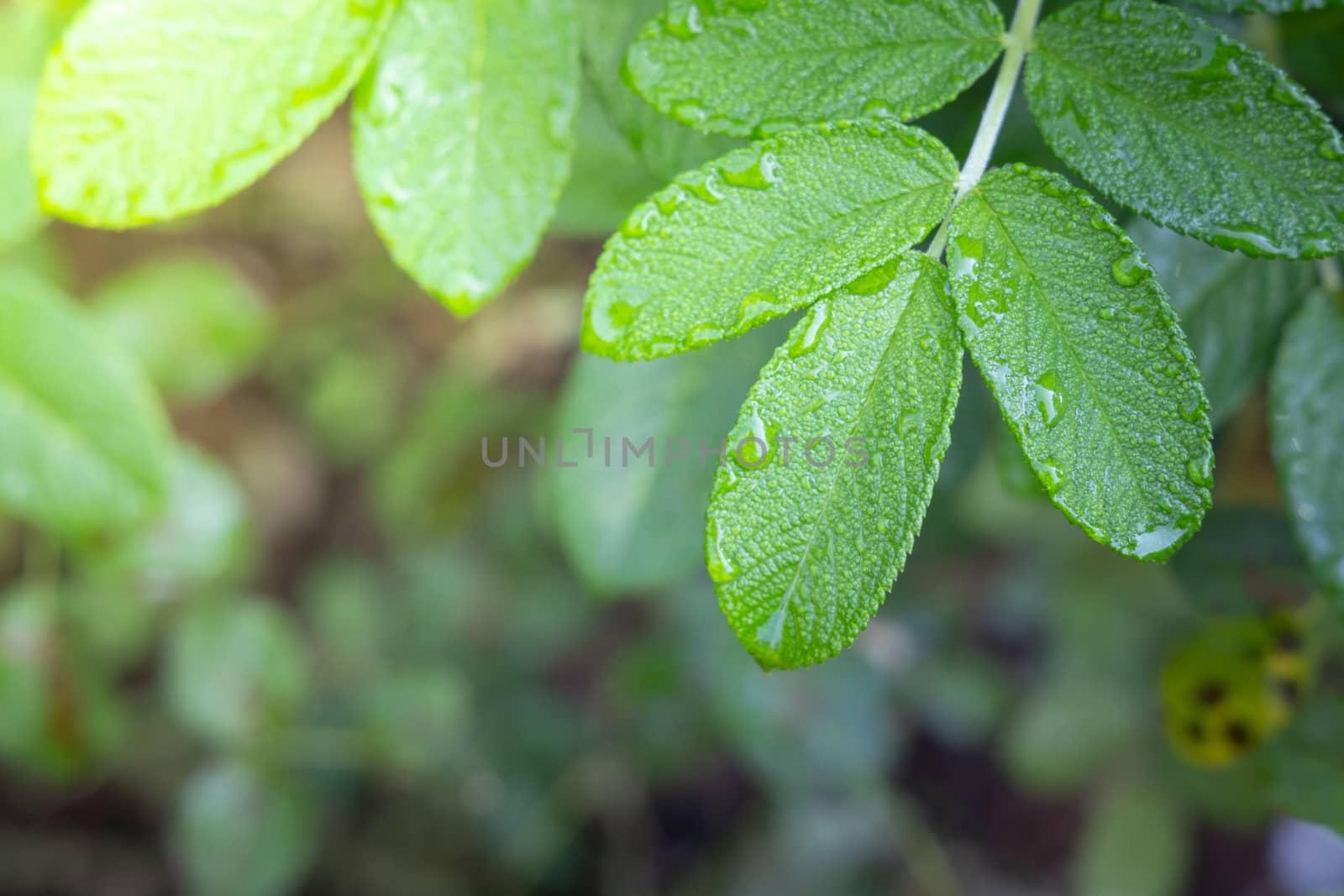 Close Up green leaf under sunlight in the garden. Natural backgr by teerawit