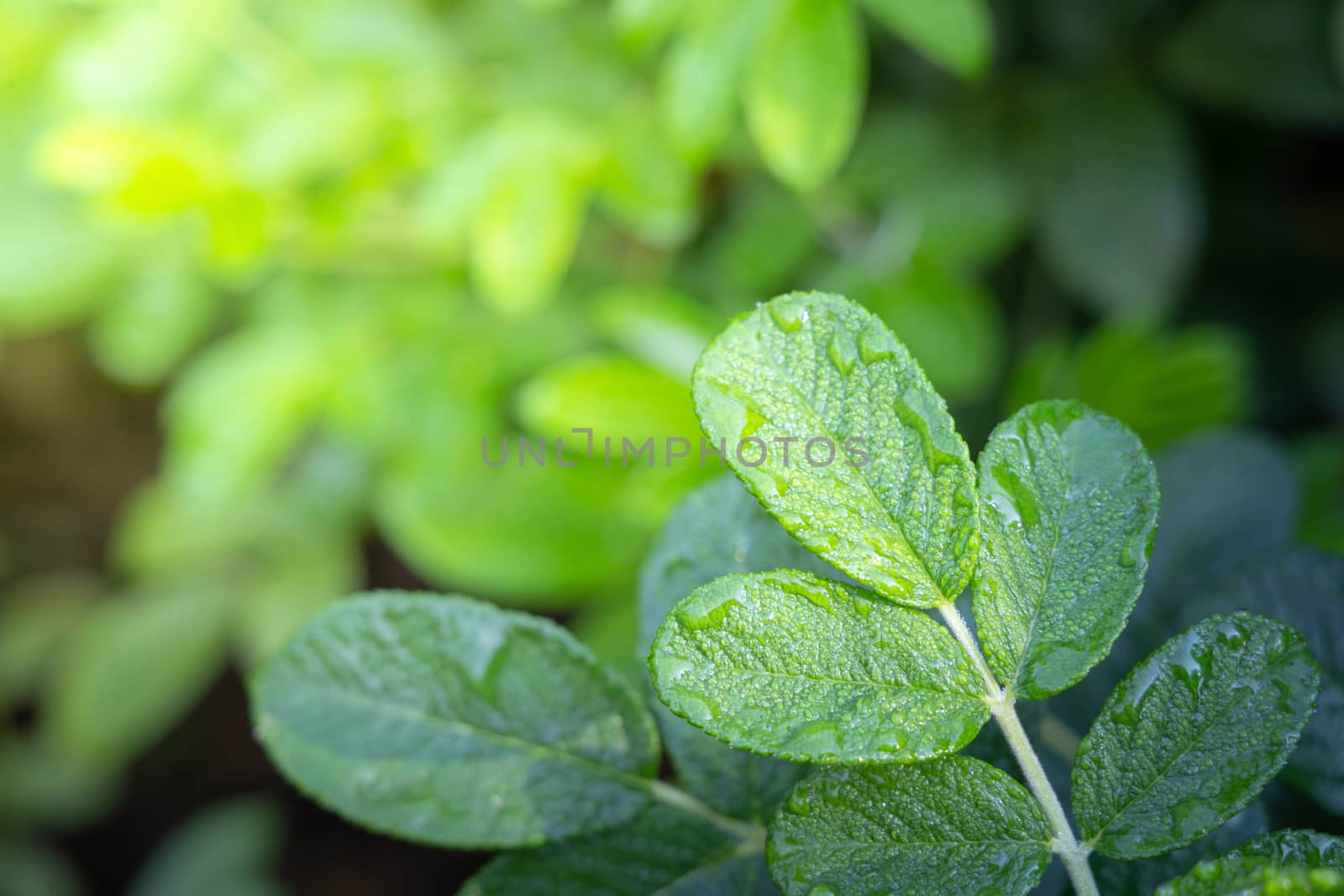 Close Up green leaf under sunlight in the garden. Natural backgr by teerawit