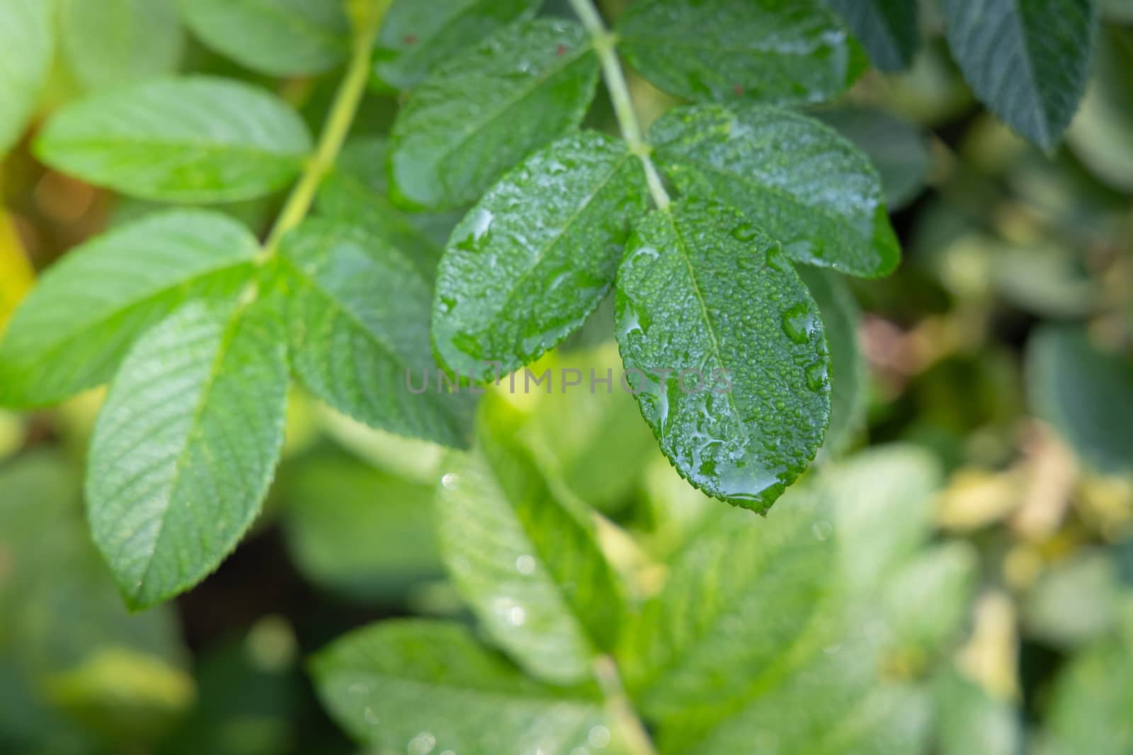 Close Up green leaf under sunlight in the garden. Natural backgr by teerawit