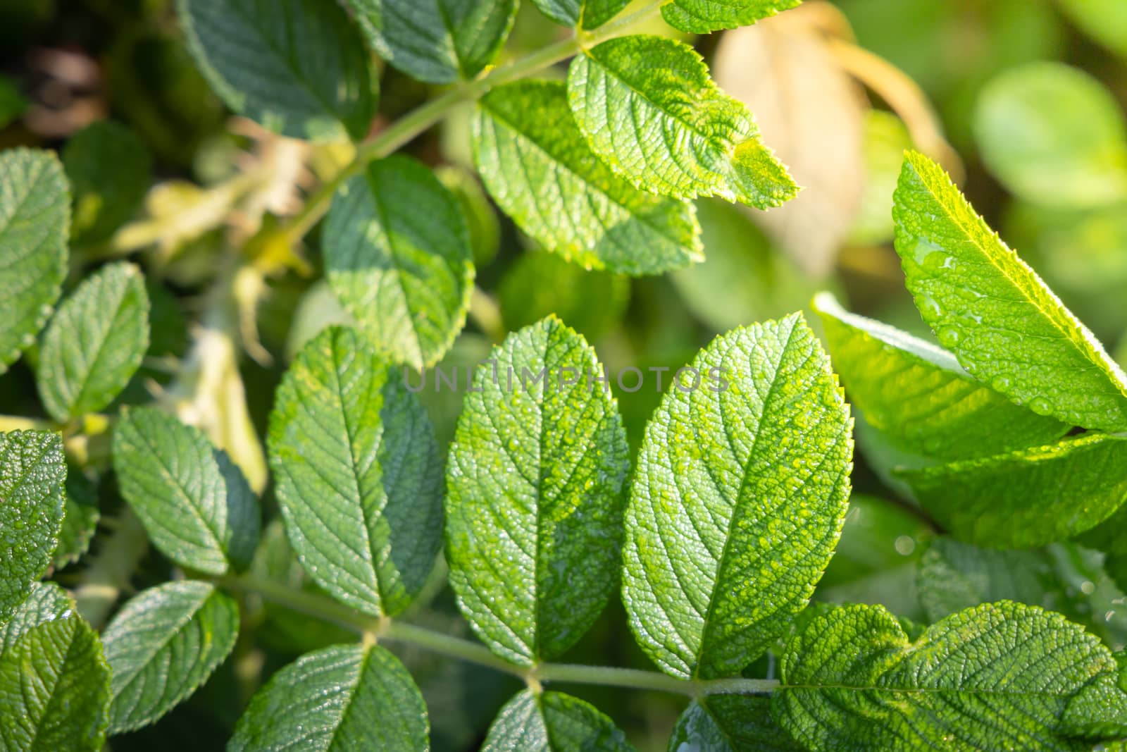 Close Up green leaf under sunlight in the garden. Natural background with copy space.