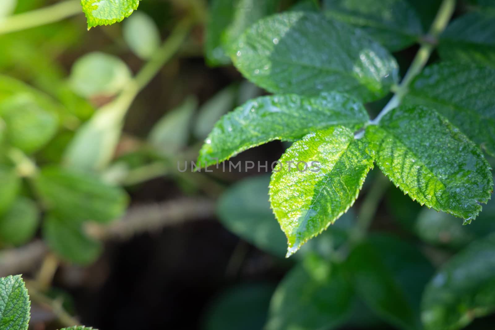 Close Up green leaf under sunlight in the garden. Natural background with copy space.