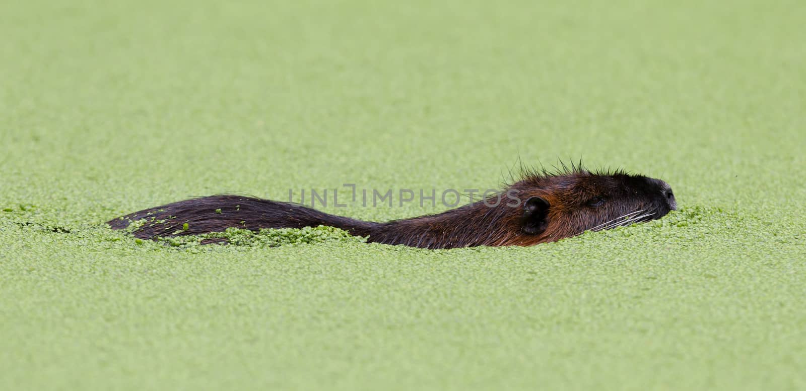 Beaver in the middle of a pool filled with duckweed by michaklootwijk