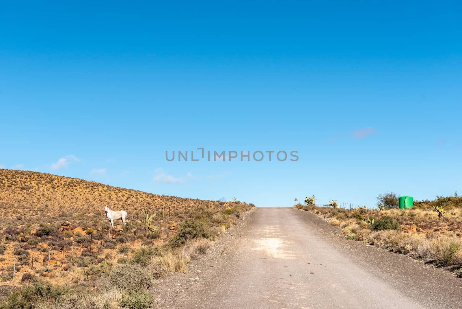 Farm landscape on road R356 between Loxton and Fraserburg in the Northern Cape Province. A white horse and green water tank are visible