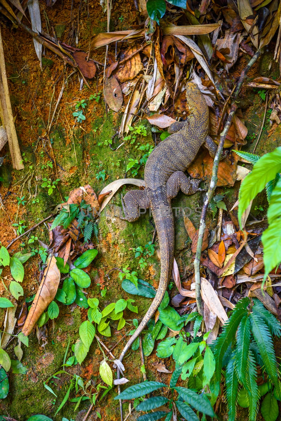 Varan lizard, Khlong Phanom National Park, Kapong, Phang-nga, Th by Eagle2308