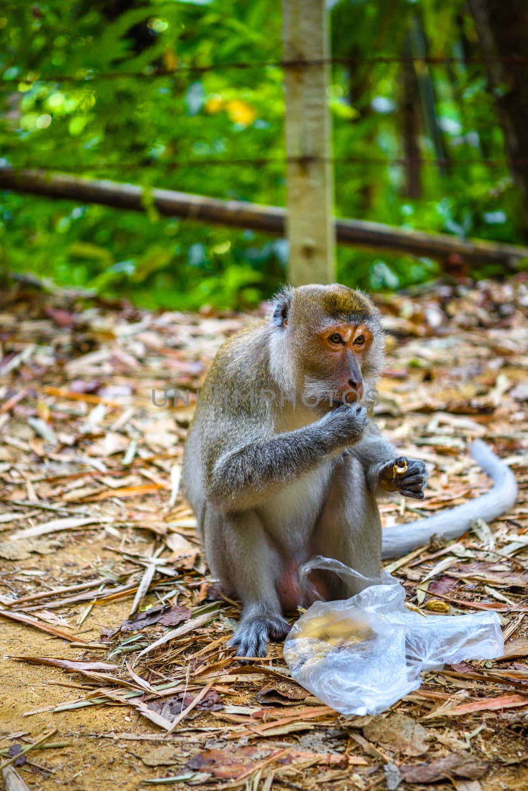 Macaque monkey is eating nuts, Khlong Phanom National Park, Kapong, Phang-nga, Thailand