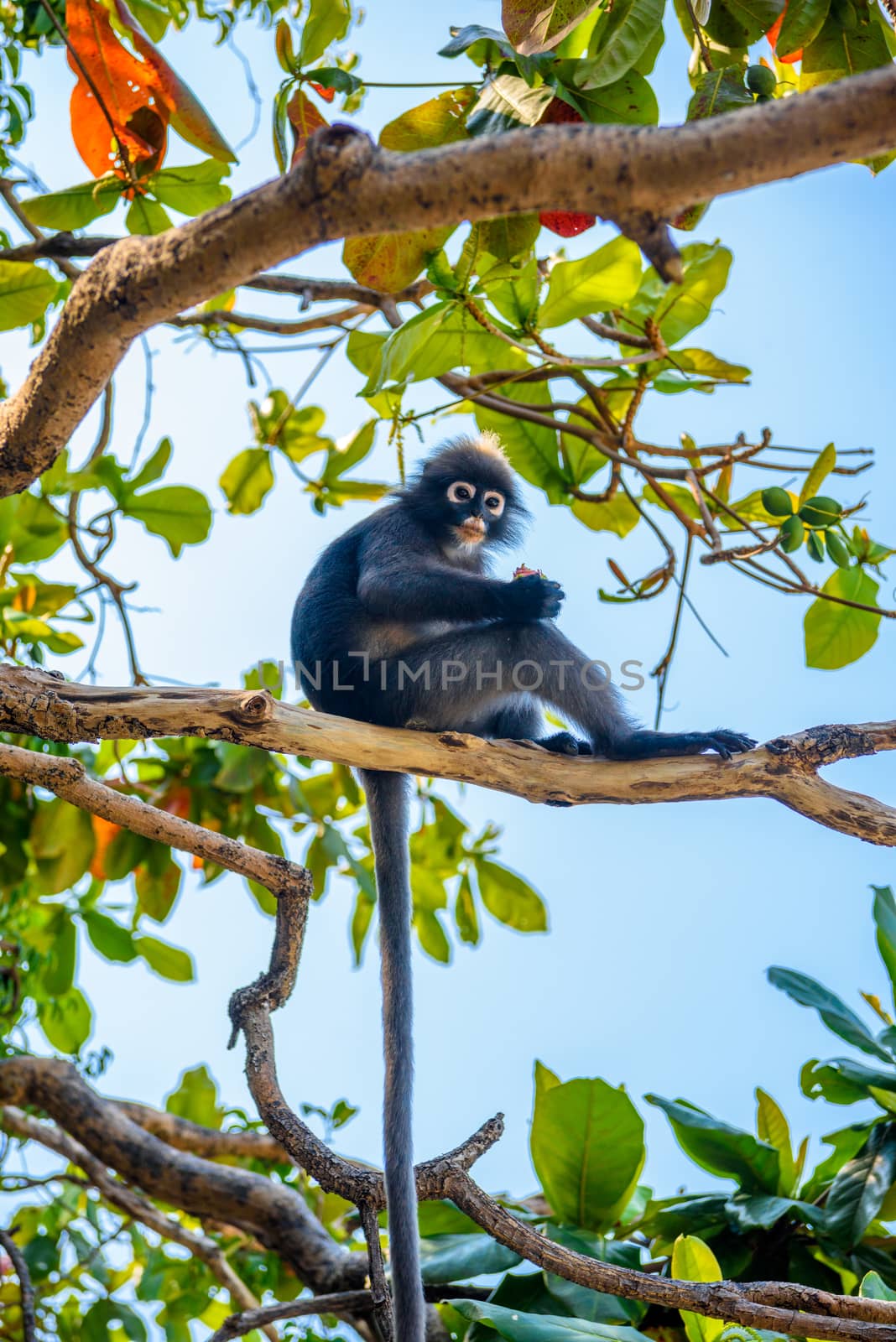 Koh Phaluai, Mu Ko Ang Thong National Park, Gulf of Thailand, Siam, Little leaf monkey or Dusky Langur eating fruits in the rain forest