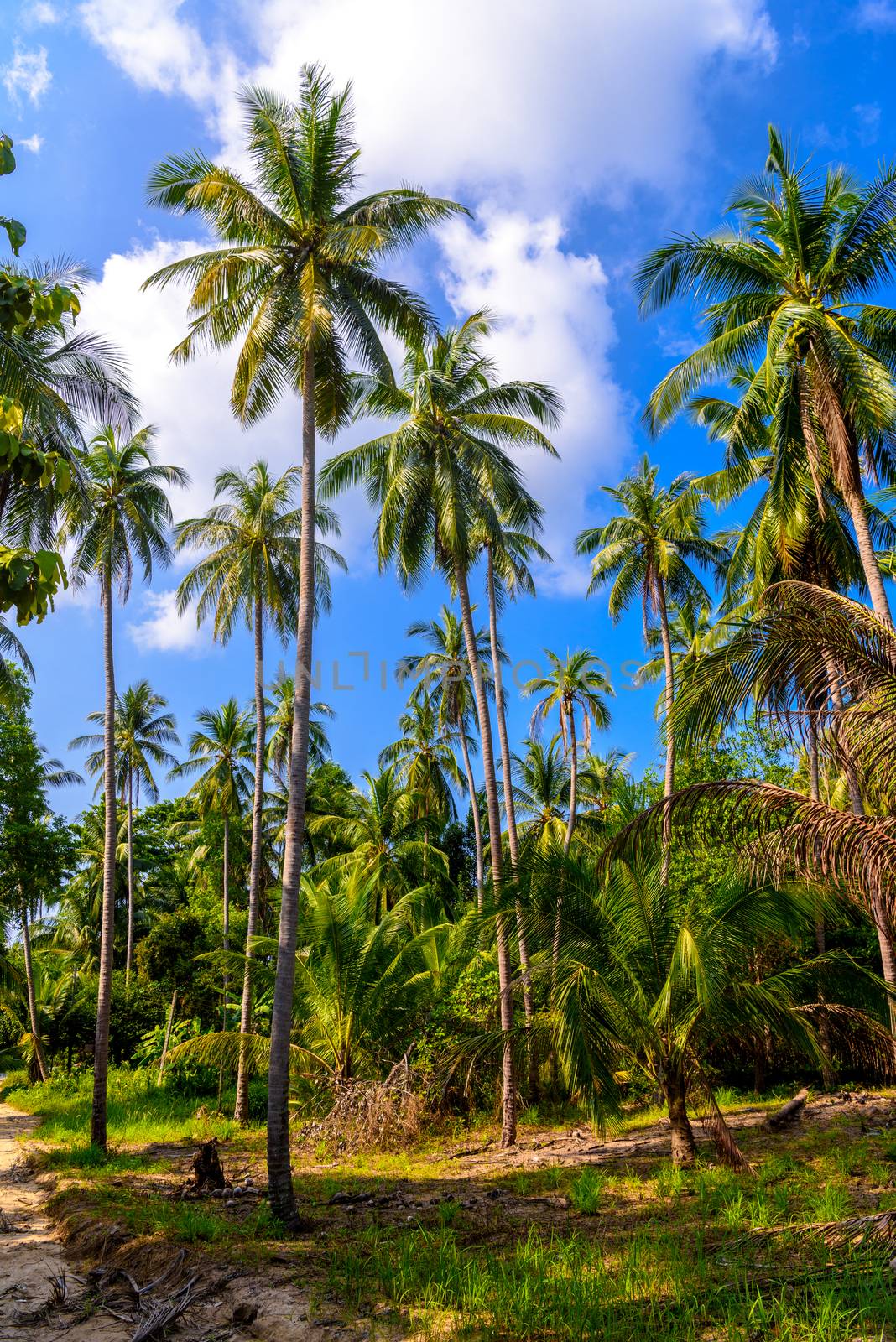 Coconut palms in jungles, Koh Phangan island, Suratthani, Thaila by Eagle2308