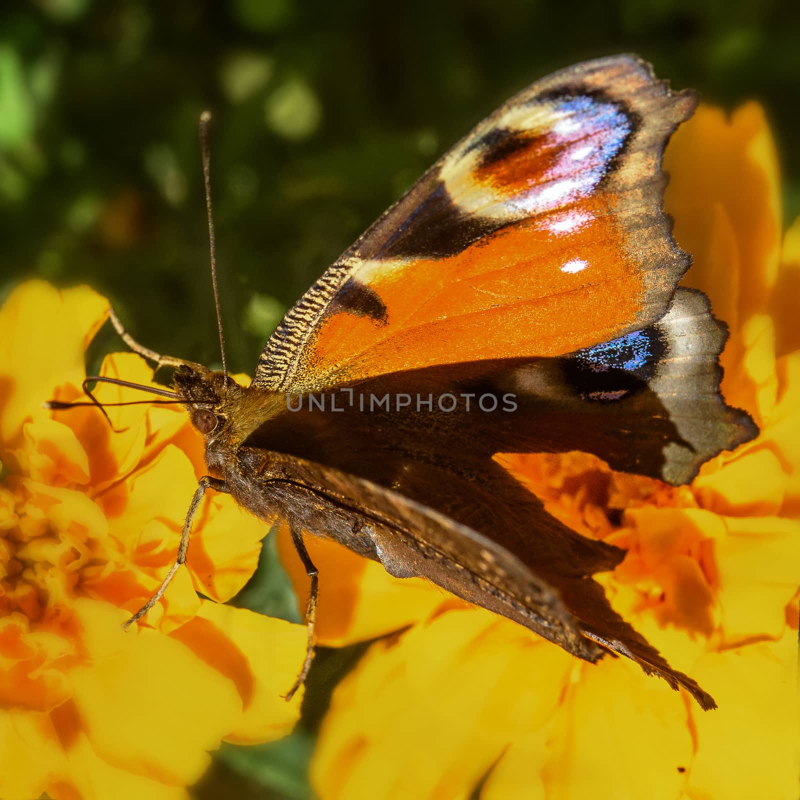 beautiful butterfly close-up, sitting on a flower, illuminated by the sun