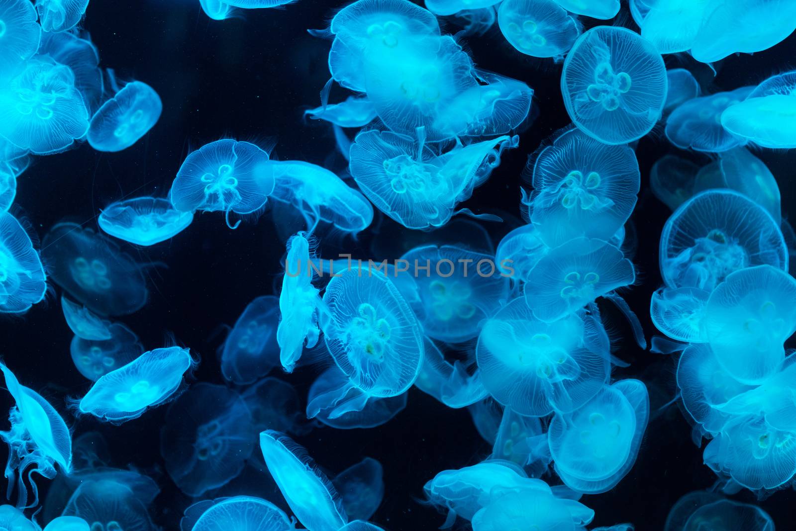 Common jellyfish in aquarium lit by blue light