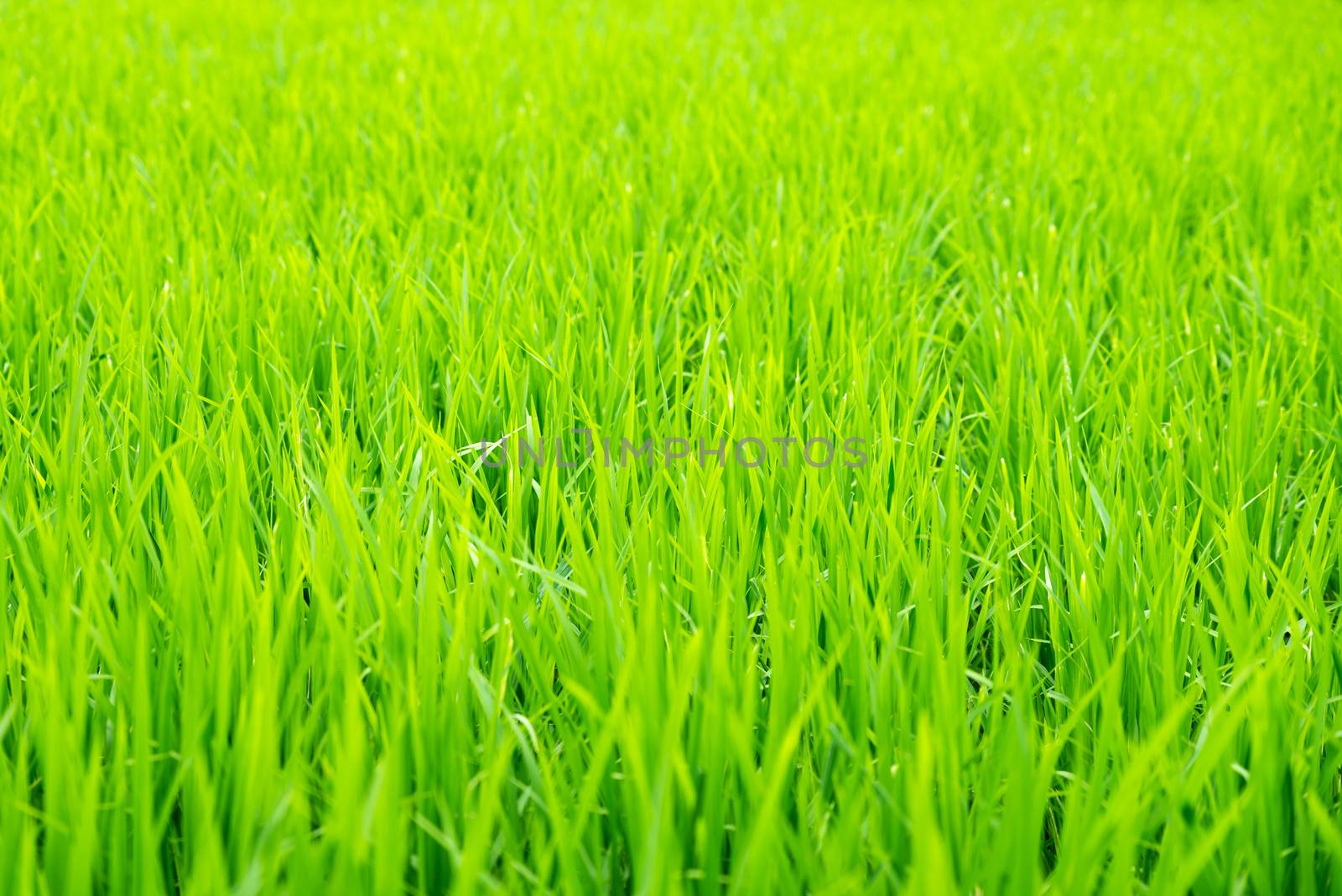 Detail of rice field, young rice growing