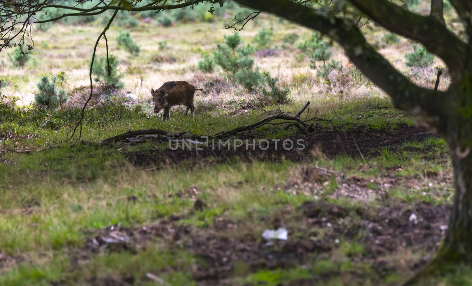 wildboar ,Sus scrofa, in the national park the veluwezoom in holland in natural forest habitat