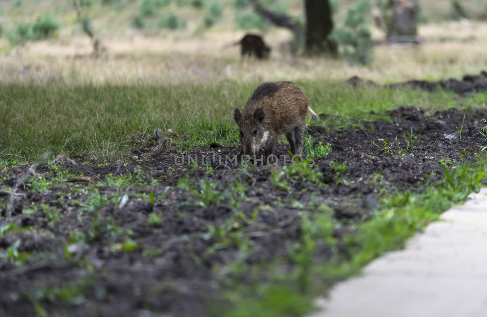wildboar ,Sus scrofa, in the national park the veluwezoom in holland in natural forest habitat